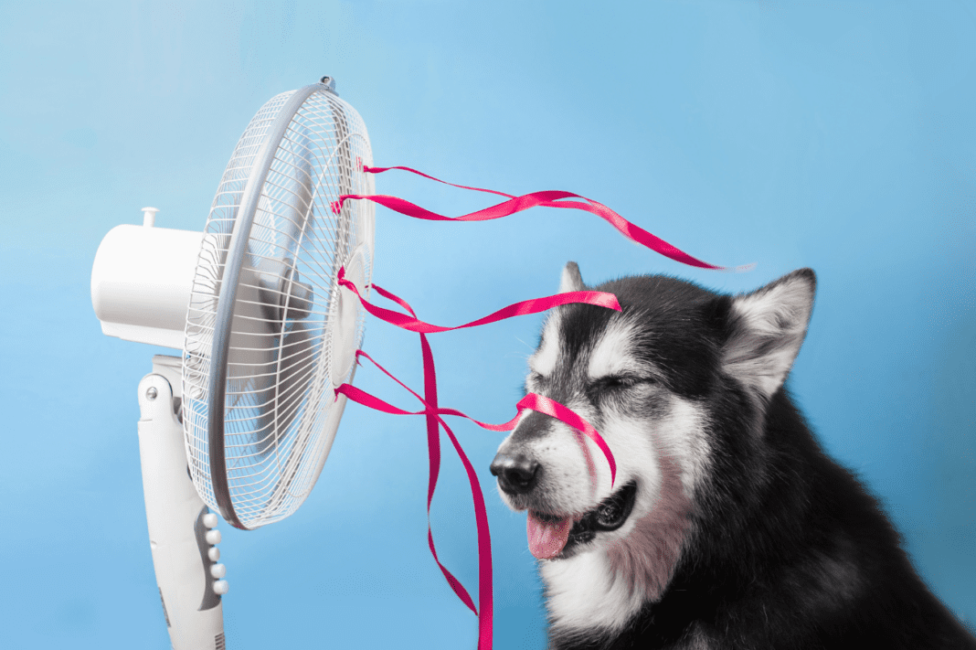 Dog sitting by fan