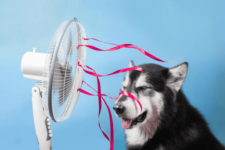 7 Unusual Methods Animals Beat the Warmth
