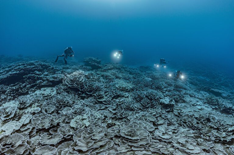 Biologists Marvel at Pristine Deep Coral Reef