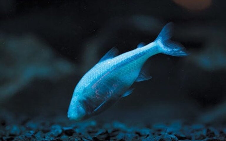 Blind Cave Fish Might Commerce Coloration for Power