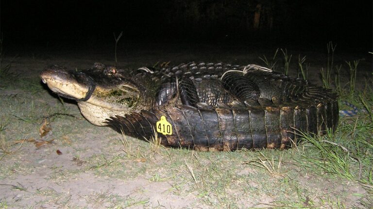 Big 10-foot alligator caught in Mississippi breaks state report