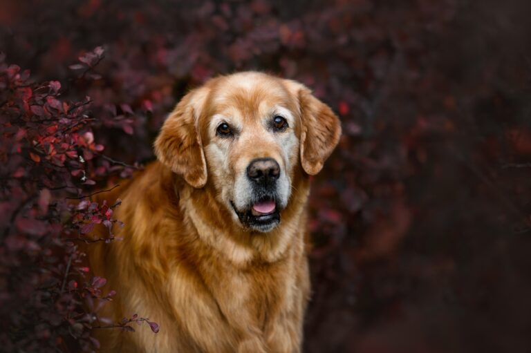 Danger Of Dementia In Canine Will increase With Age