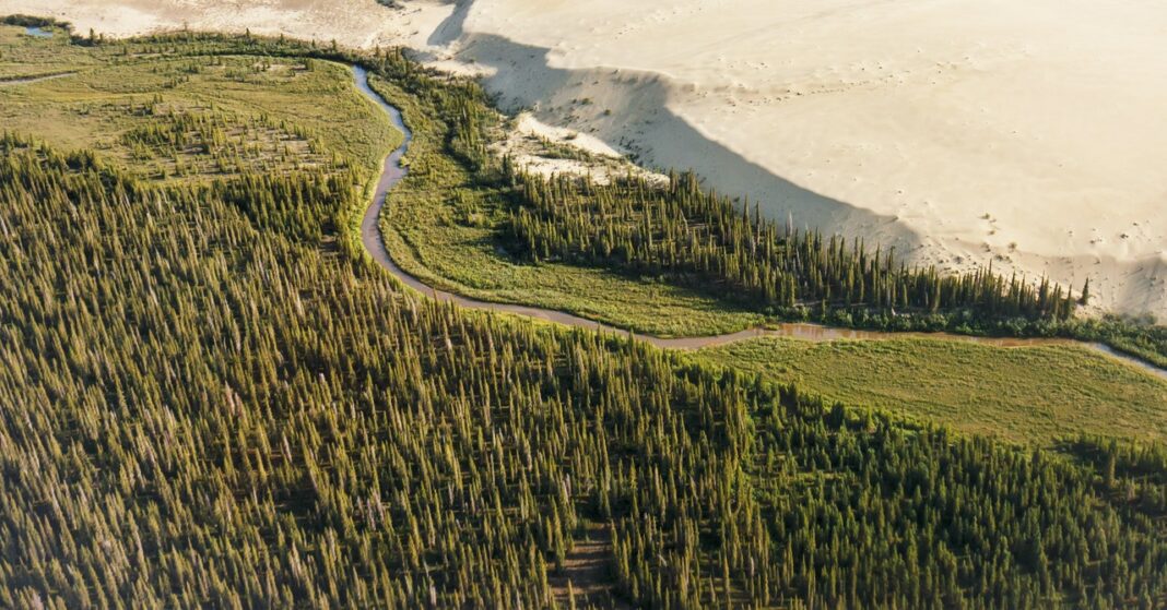 These Trees Are Spreading North in Alaska. That’s Not Good