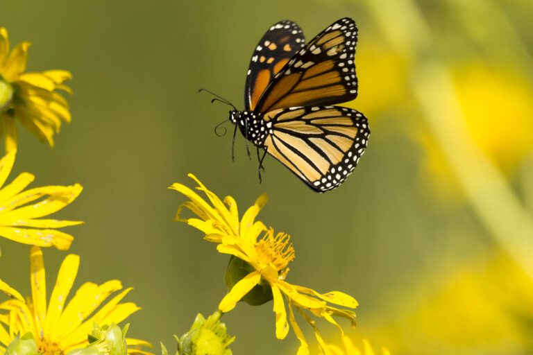 What it Took to Get the Monarch Listed as Endangered – And How Citizen Scientists Helped