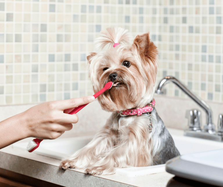 25 Best Dog Toothpastes for 2022