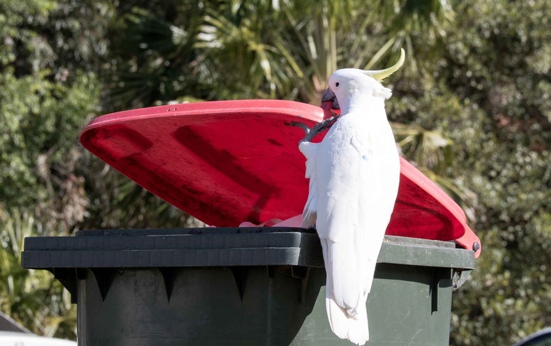 Cockatoos Work to Outsmart Humans in Escalating Garbage Bin Wars