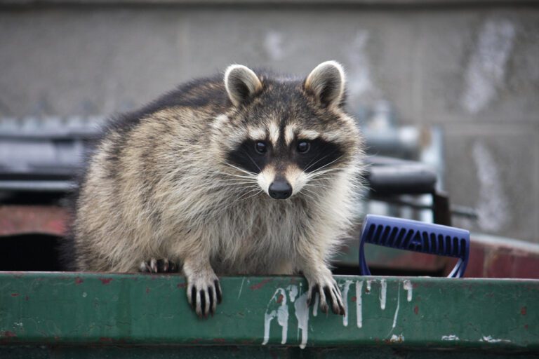 Docile Raccoons Are Better Dumpster Divers and More Fit for Cities