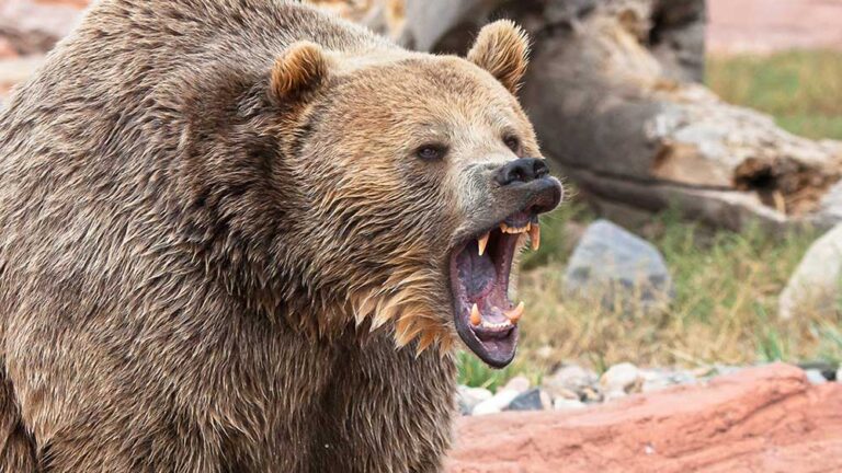 Dow Jones Hits Bear Market After Today’s Sell-Off; What To Do Now