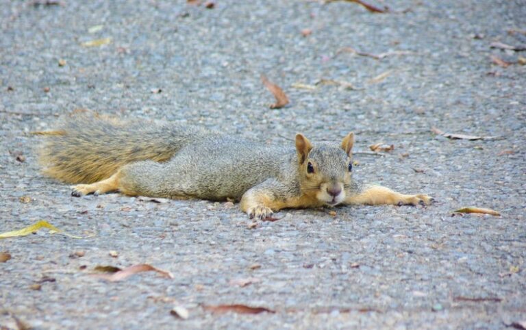 Throughout a Warmth Wave, You Can Blast the AC, however What Does a Squirrel Do?