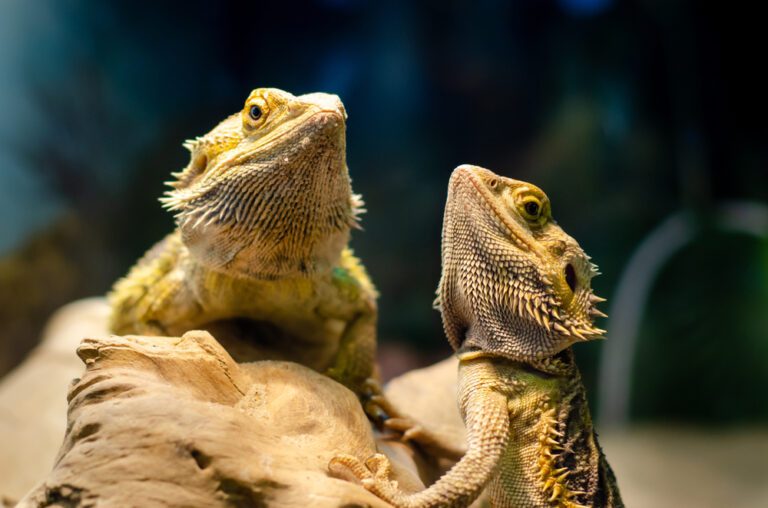 Evolutionary Perception: Contained in the Brains of Reptiles and Amphibians