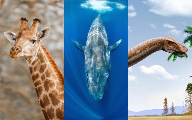 Giraffes vs. Blue Whales vs. Dinosaurs: Contest Reveals Which One Builds Its Nervous System Fastest to Evade Predators