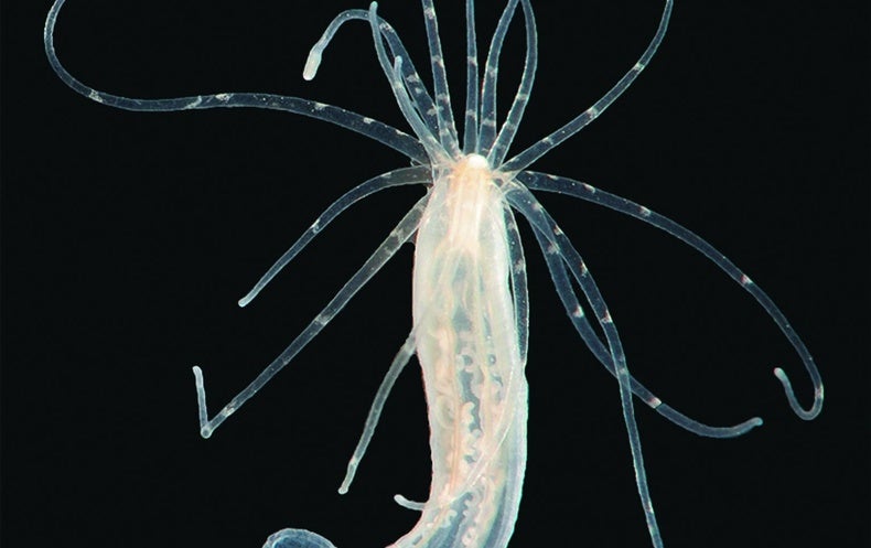How Sea Creatures Pack a Tiny Propulsive Sting