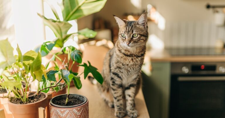 How To Keep Cats Off Counters (& Why), According To A Veterinarian