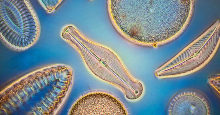 Philadelphia’s Diatom Archive Is a Way, Way, Wayback Machine