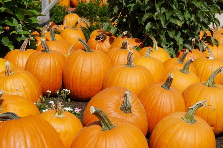 Pumpkins are for gratitude: One family’s secret for using the fall season for giving thanks