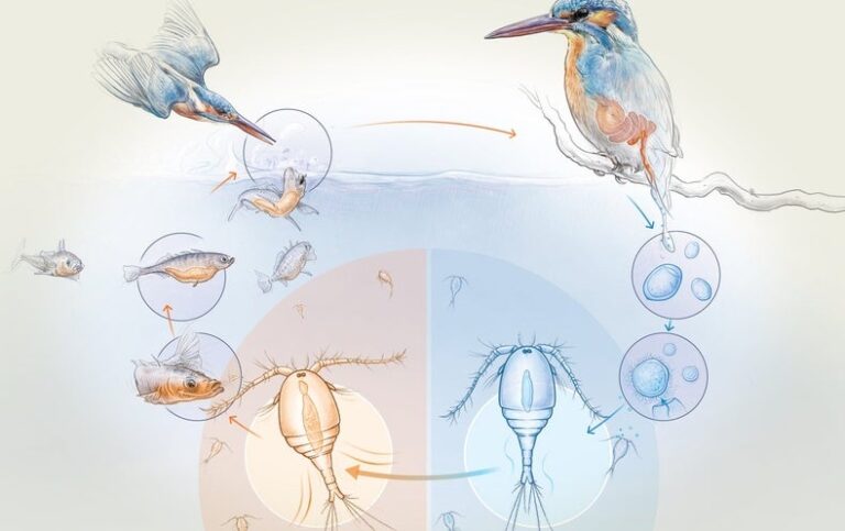 See How a Parasite Travels from Tiny Crustacean to Fish to Bird