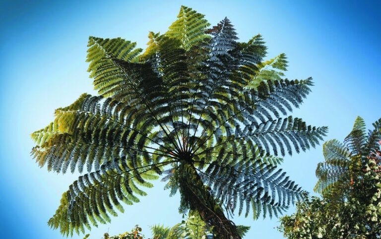 Strange Tree Fern Has a Surprisingly Enormous Genome