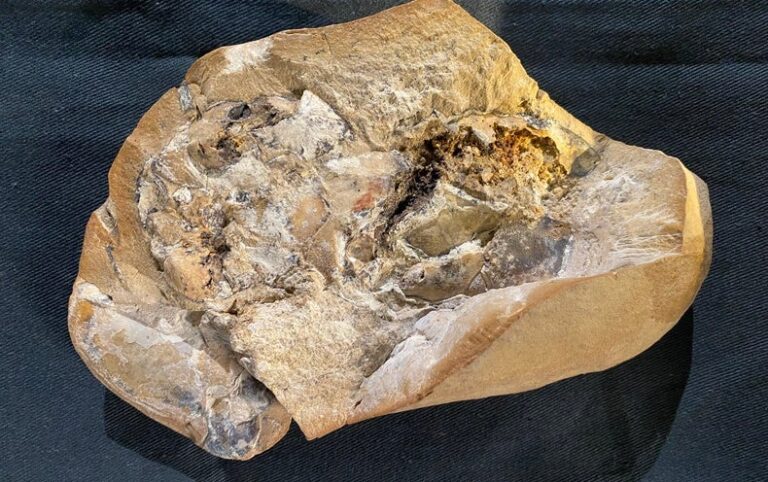 The Oldest 3-D Heart from Our Vertebrate Ancestors Has Been Discovered