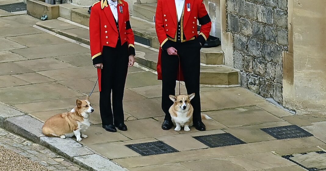 The Queen's Corgis Are Present To Say Goodbye At Her Funeral