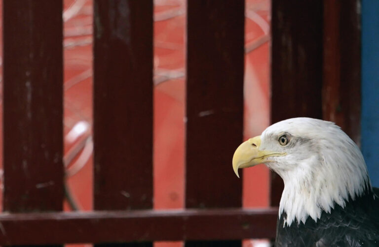 The stock market will — eventually — roar back, history shows