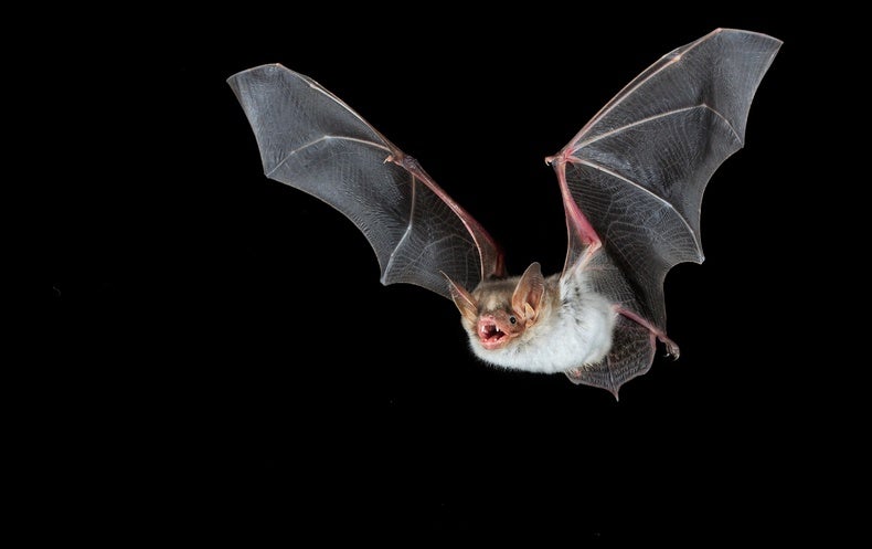 These Bats Buzz like Bees to Save Their Own Lives