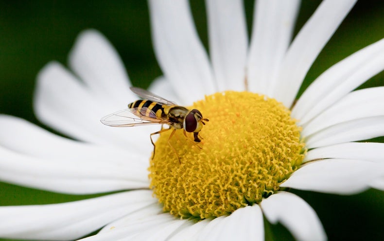 These Tiny Pollinators Can Travel Surprisingly Huge Distances
