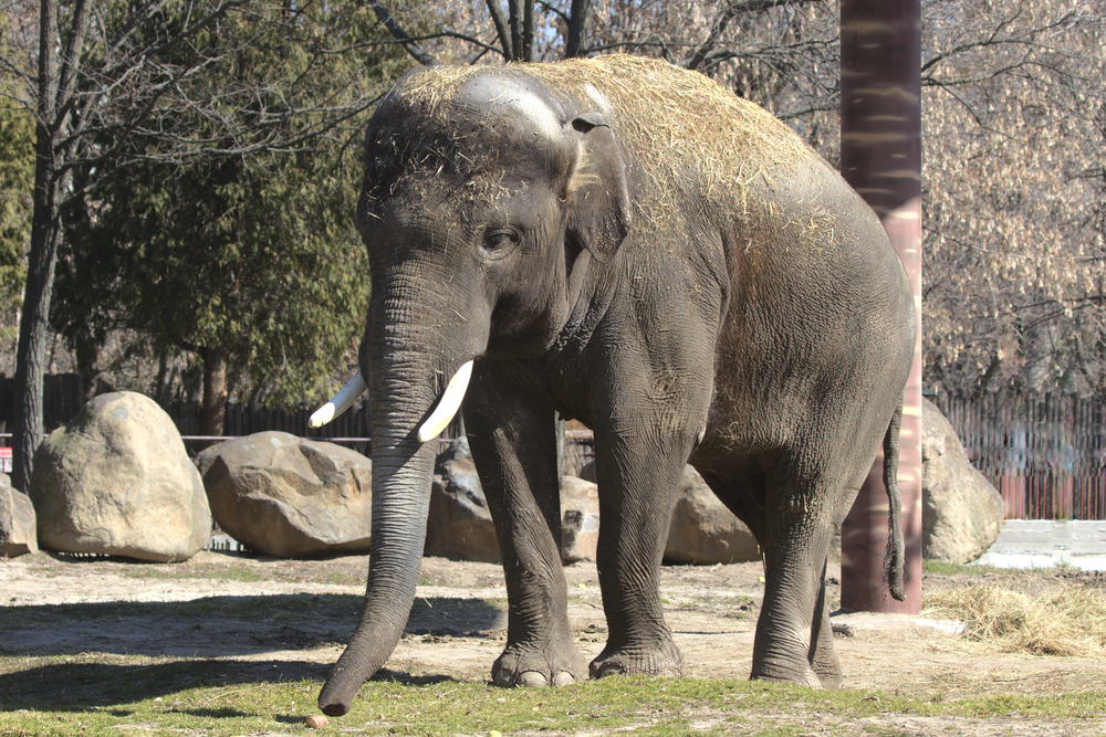 Ukraine Elephant