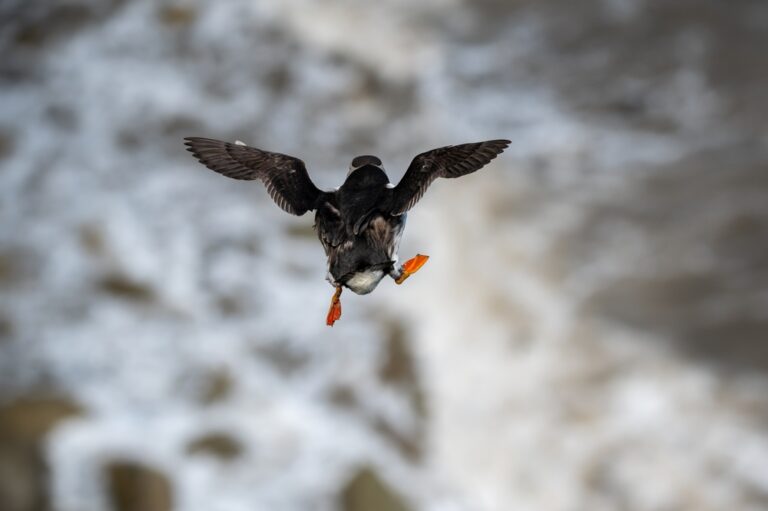 Why People In Iceland Are Safely Throwing Baby Puffins Off Cliffs