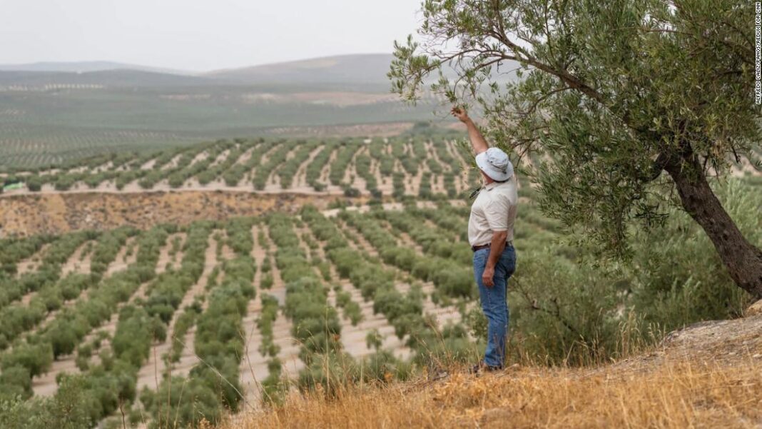 World’s olive oil supply threatened by worst drought ‘in living memory’