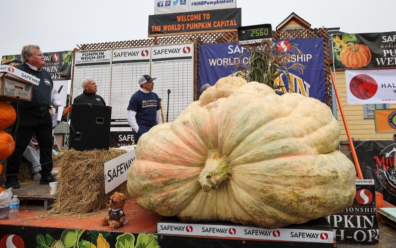 How to Grow a 2,560-Pound Pumpkin