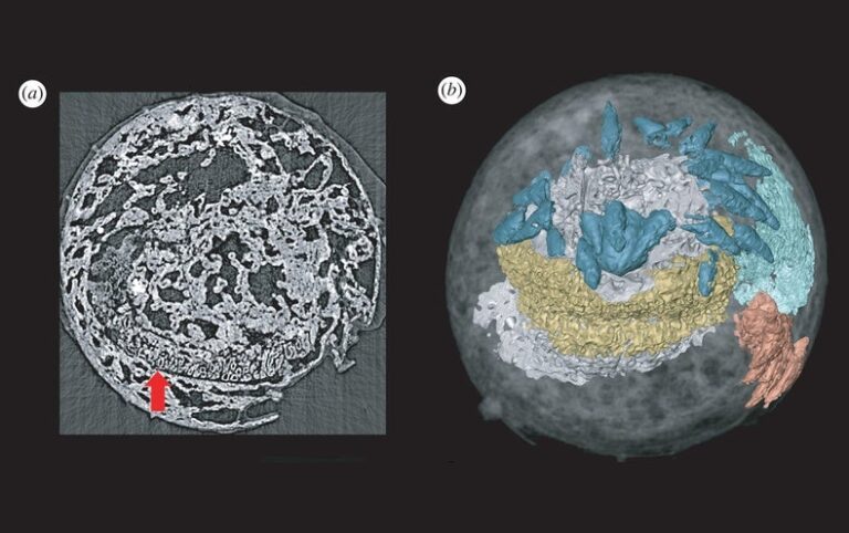 Penis Worm’s Ancient Cousin Fossilized with Its Doughnut-Shaped Brain Intact