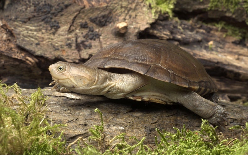 Vertebrates May Have Used Vocal Communication More Than 100 Million Years Earlier Than We Thought