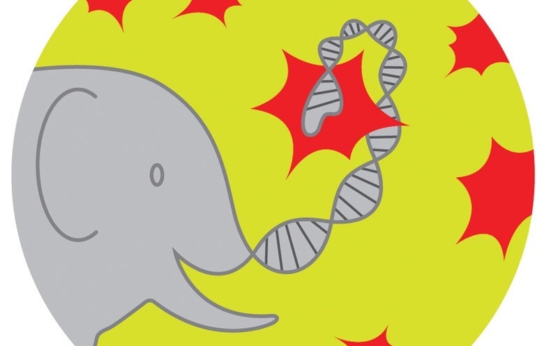 Why Elephants Don't Get Cancer