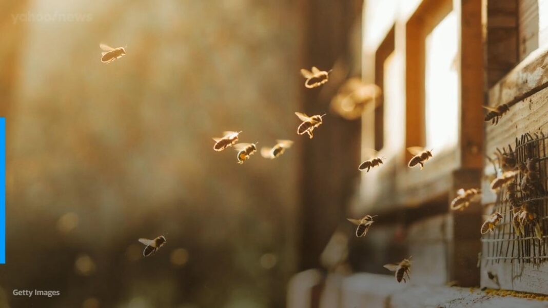 Woman charged with freeing swarm of bees on sheriff's deputies