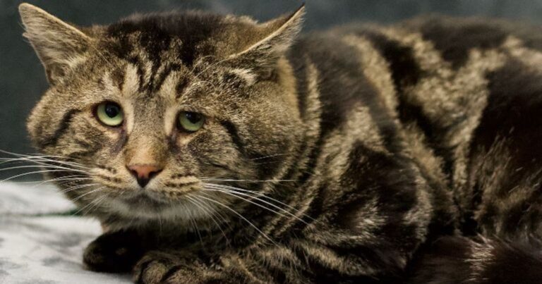 A Depressed Cat Named Fishtopher Has Made A Lot Of People Fall In Love