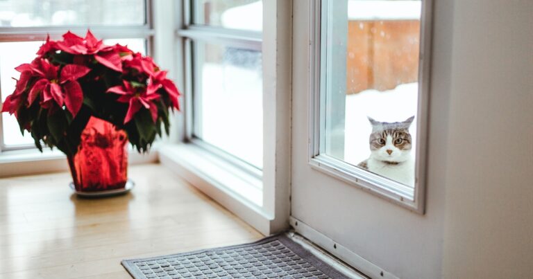 Are Poinsettias Poisonous To Cats & Dogs? We Asked A Veterinarian