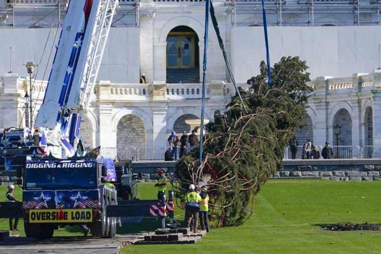 Capitol Christmas Tree arrives in Washington, DC after 13-day trip from North Carolina