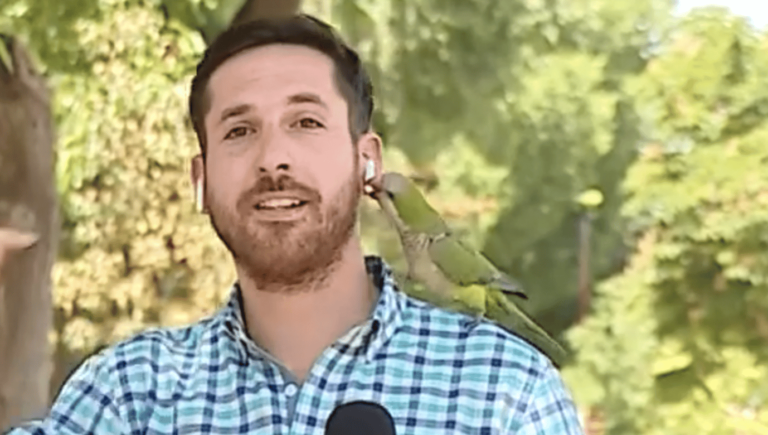 Chile reporter has his AirPod stolen by a bird