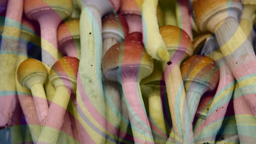 Colorado voters to decide whether to legalize magic mushrooms