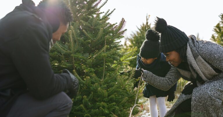 How Long Does It Take To Grow A Christmas Tree? Longer Than You Think