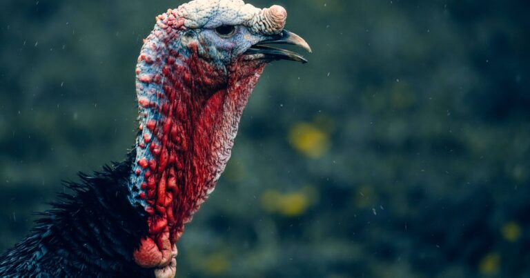 Menacing Wild Turkeys, Led By Kevin, Are Taking A New England City For Themselves