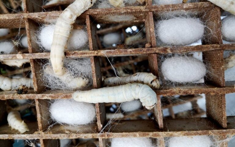 Silkworms Spin a Potential Microplastics Substitute