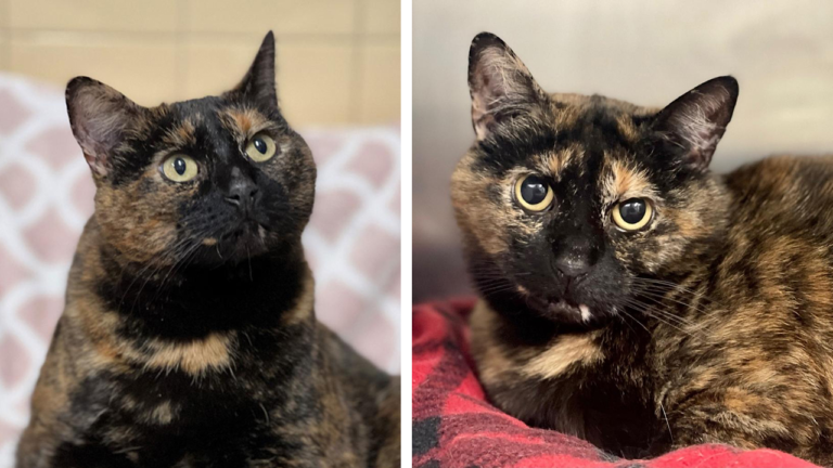 Tortoiseshell cat available for adoption in the Hamptons: ‘Full-figured’ and looking for a loving home