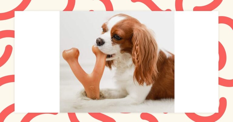 8 *Nearly* Indestructible Dog Toys That Will Stand Up To Even The Toughest Teefs