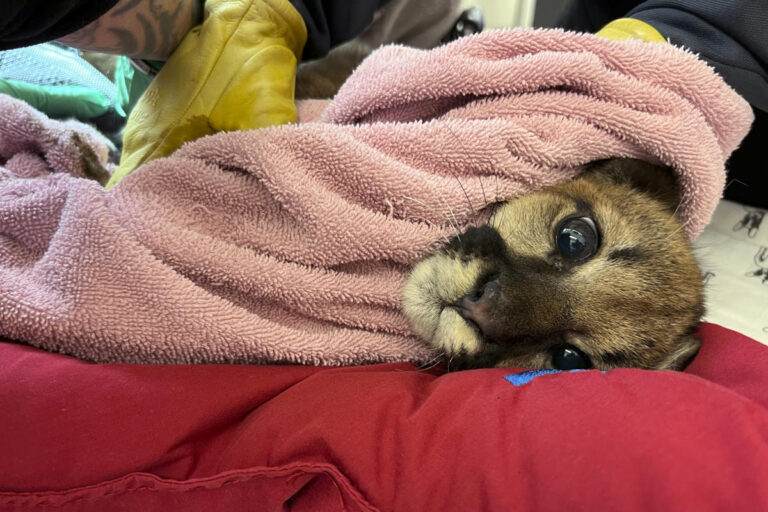 Critically ill mountain lion cub rescued in California