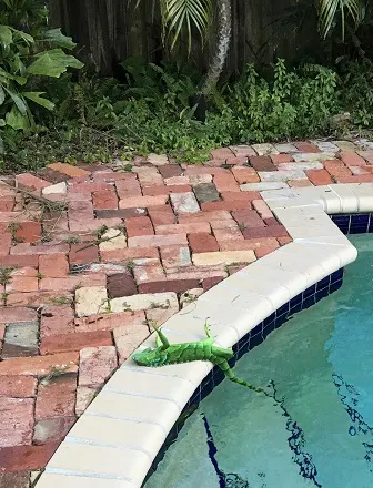 Florida’s iguanas might fall from trees, hit people amid cold front