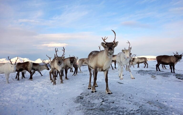 New Arctic Report Warns of Disturbances for People, Plants and Animals