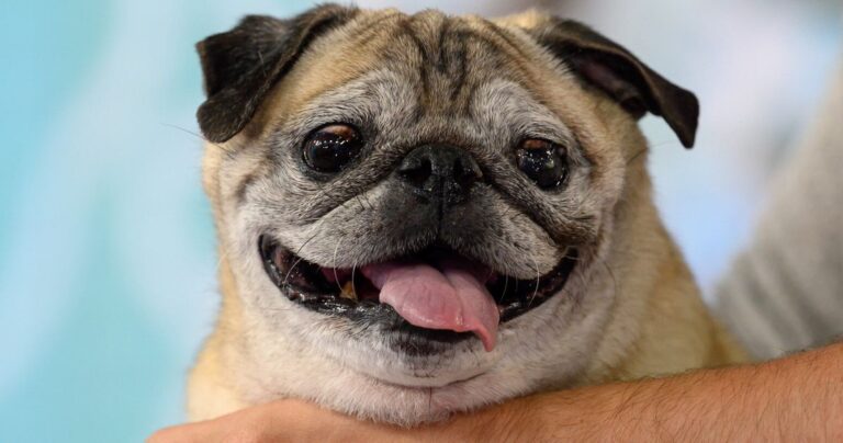 Noodle The ‘Bones Day’ Pug Dies At Age 14