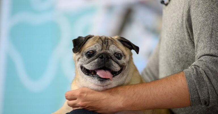 Noodle The Pug, The Viral ‘No Bones Day’ TikTok Dog, Has Passed Away.