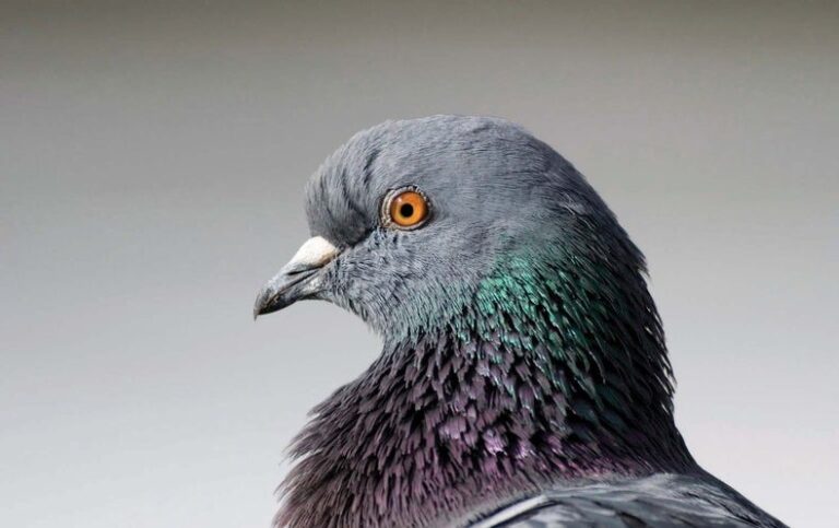 Pigeon Neurons Use Much Less Energy Than Those of Mammals